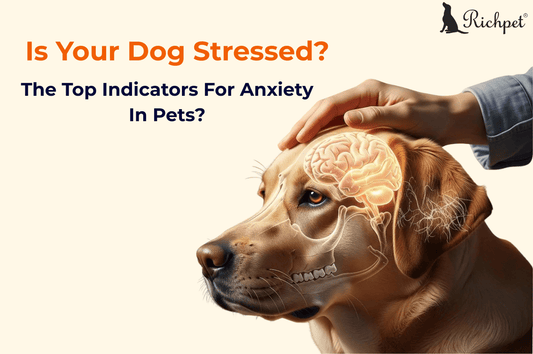 Is Your Dog Stressed? 10 Telltale Signs of Anxiety in Dogs - Richpet Store