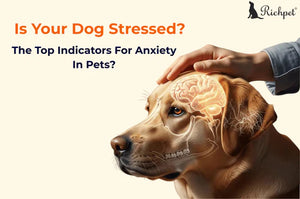 10 quiet signs your dog is anxious