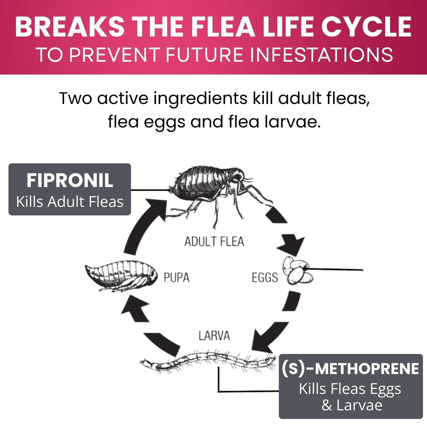 Richpet Kitty Karno's Flea And Tick Control - Effective Cat Flea Prevention - Richpet StoreRichpet Store