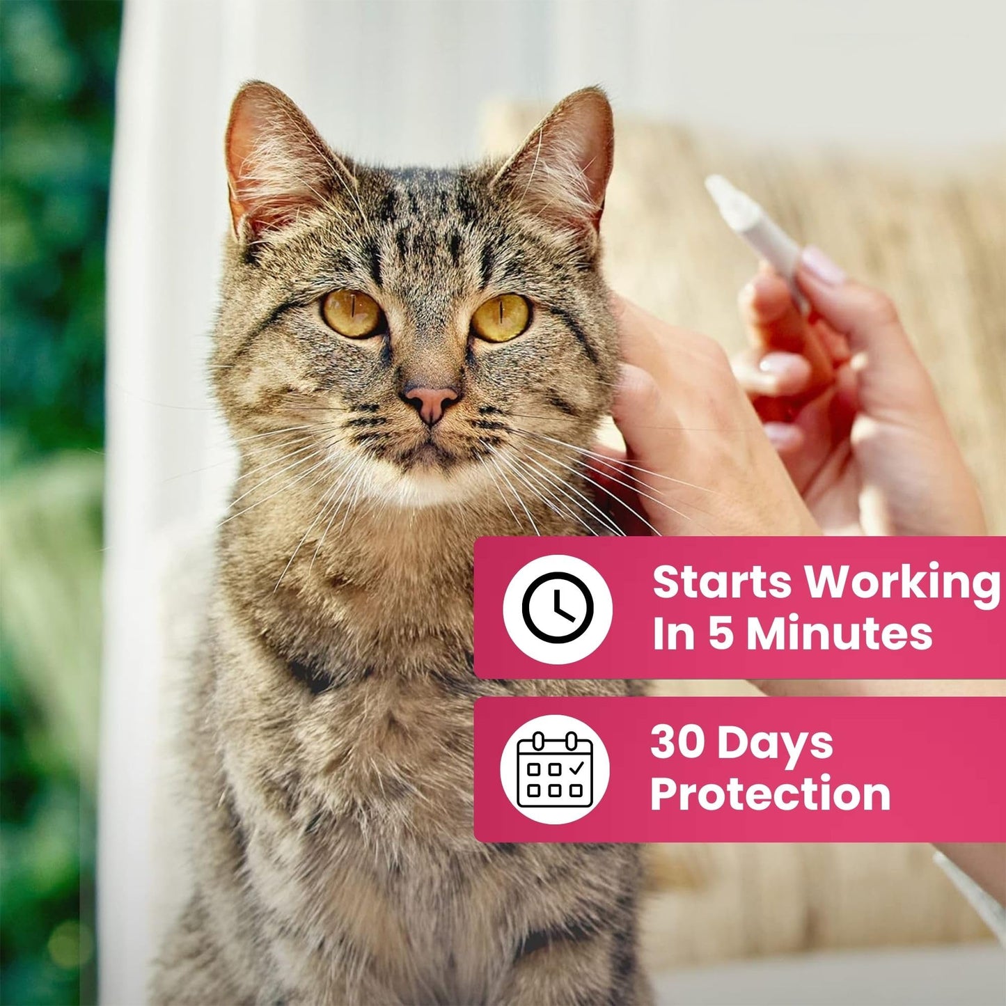 Richpet Kitty Karno's Flea And Tick Control - Effective Cat Flea Prevention - Richpet StoreRichpet Store