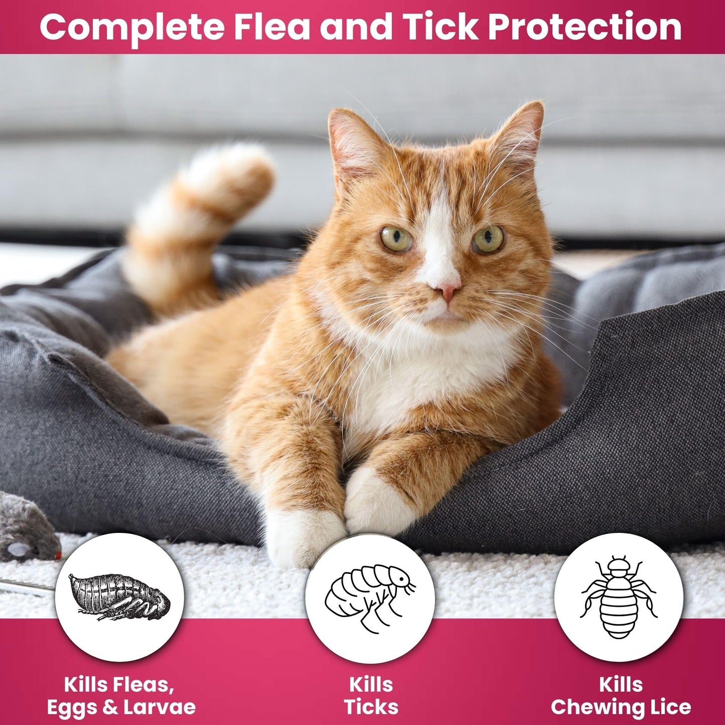 Richpet Kitty Karno's Flea And Tick Control - Effective Cat Flea Prevention - Richpet StoreRichpet Store