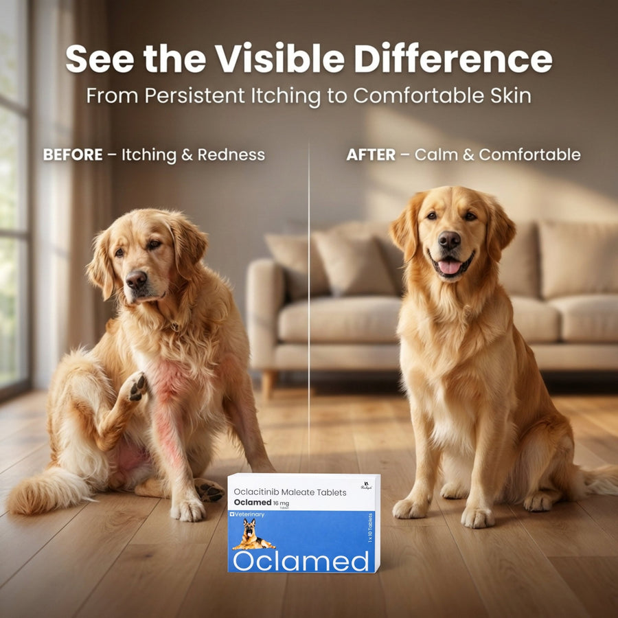 Richpet Oclamed Oclacitinib Tablets for Dogs 16 mg – Allergy & Itch Support - Richpet StoreRichpet Store