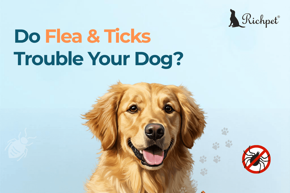 Found a Tick? A Vet's Guide to Safe Removal & Richpet Protection - Richpet Store
