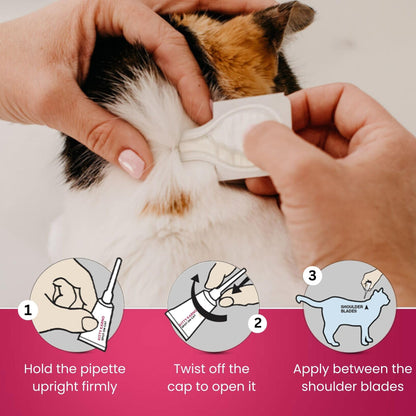 Richpet Kitty Karno's Flea And Tick Control - Effective Cat Flea Prevention - Richpet StoreRichpet Store